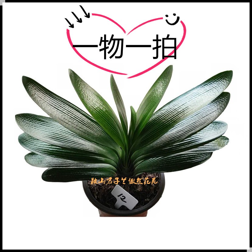 一物一拍直播专用 鞍山精品暴龙君子兰包邮 擅拍将随机发货