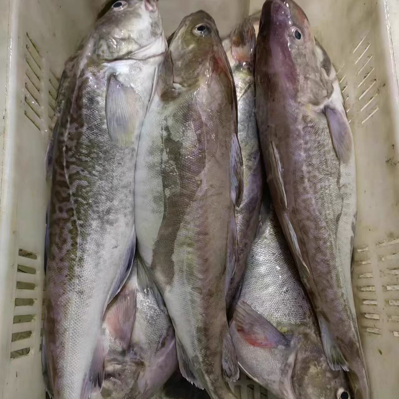 鳕鱼，特别好吃，蒜瓣肉，现场挑选，现场称重，现场宰杀，顺丰冷链