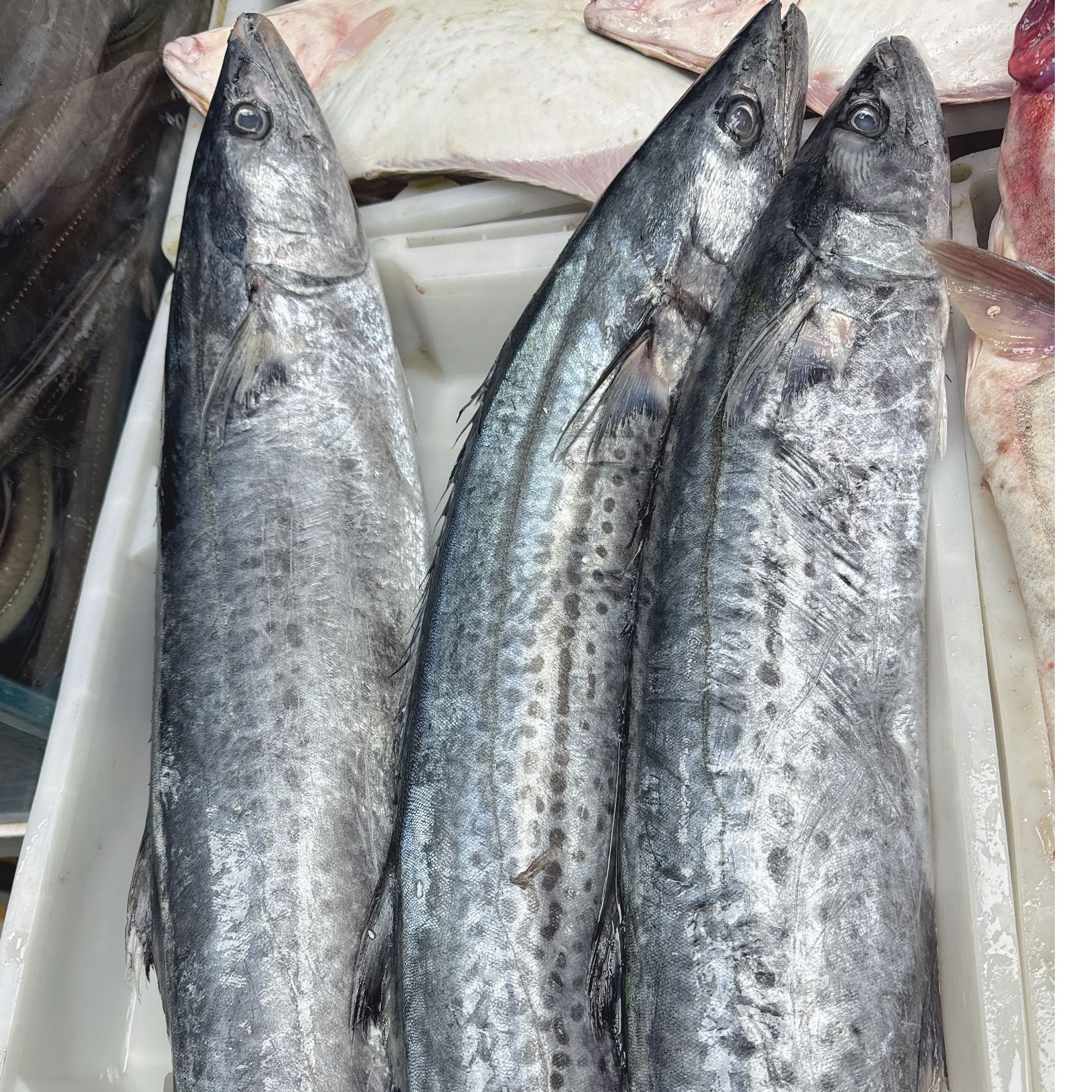 马鲛鱼，现场挑选，现场称重，现场处理，顺丰冷链