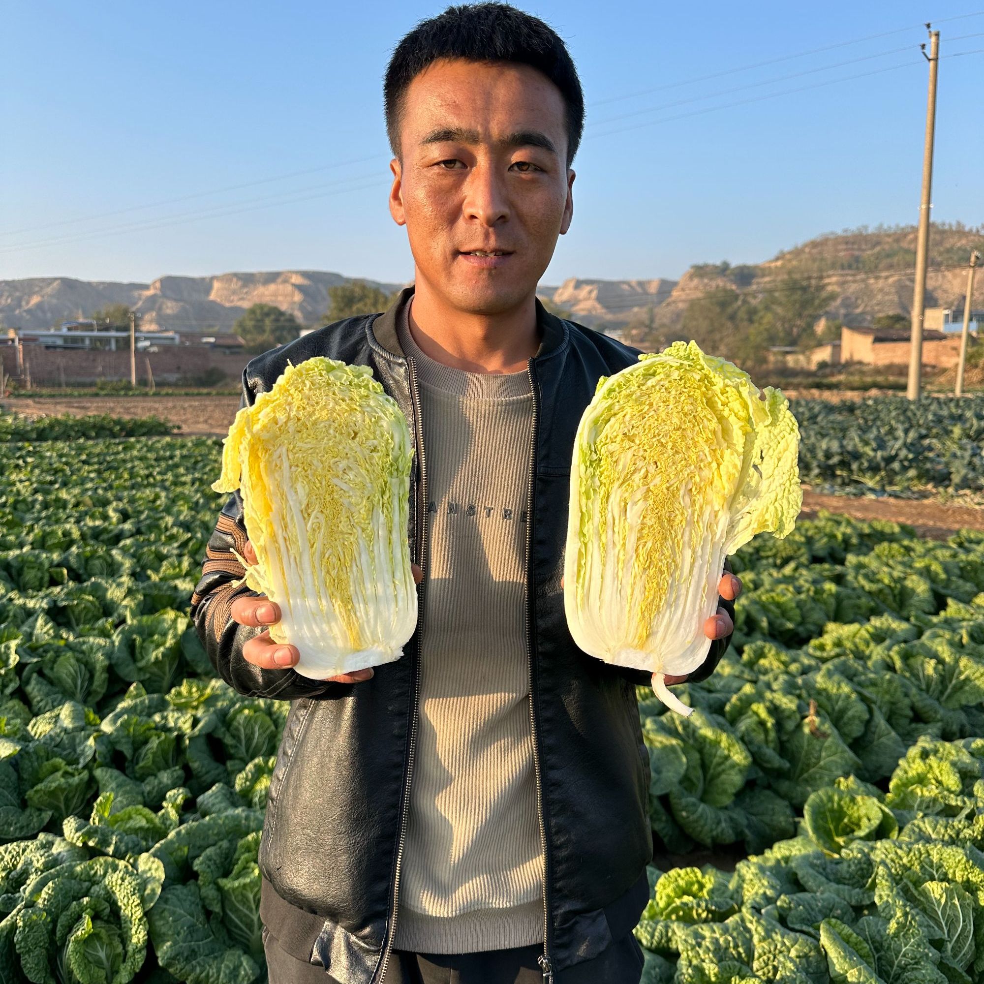 【高原娃娃菜】2024年甘肃高原娃娃菜霜打鲜菜新鲜采摘