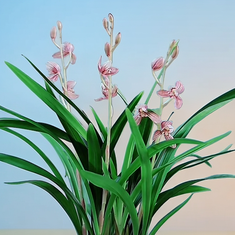 兰花产区基地直销兰花苗春兰建兰寒兰浓香花卉绿植盆景