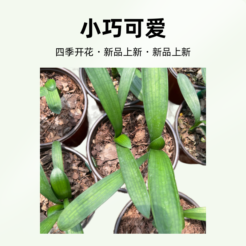 精品绿花君子兰小苗单棵 花卉绿植盆栽 