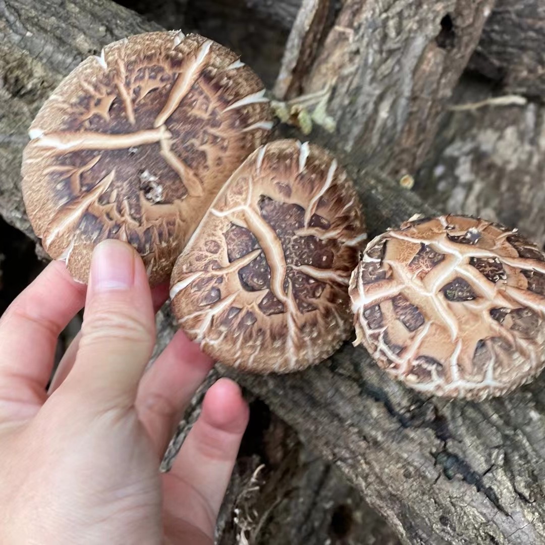 赵荣助农代卖农家香菇