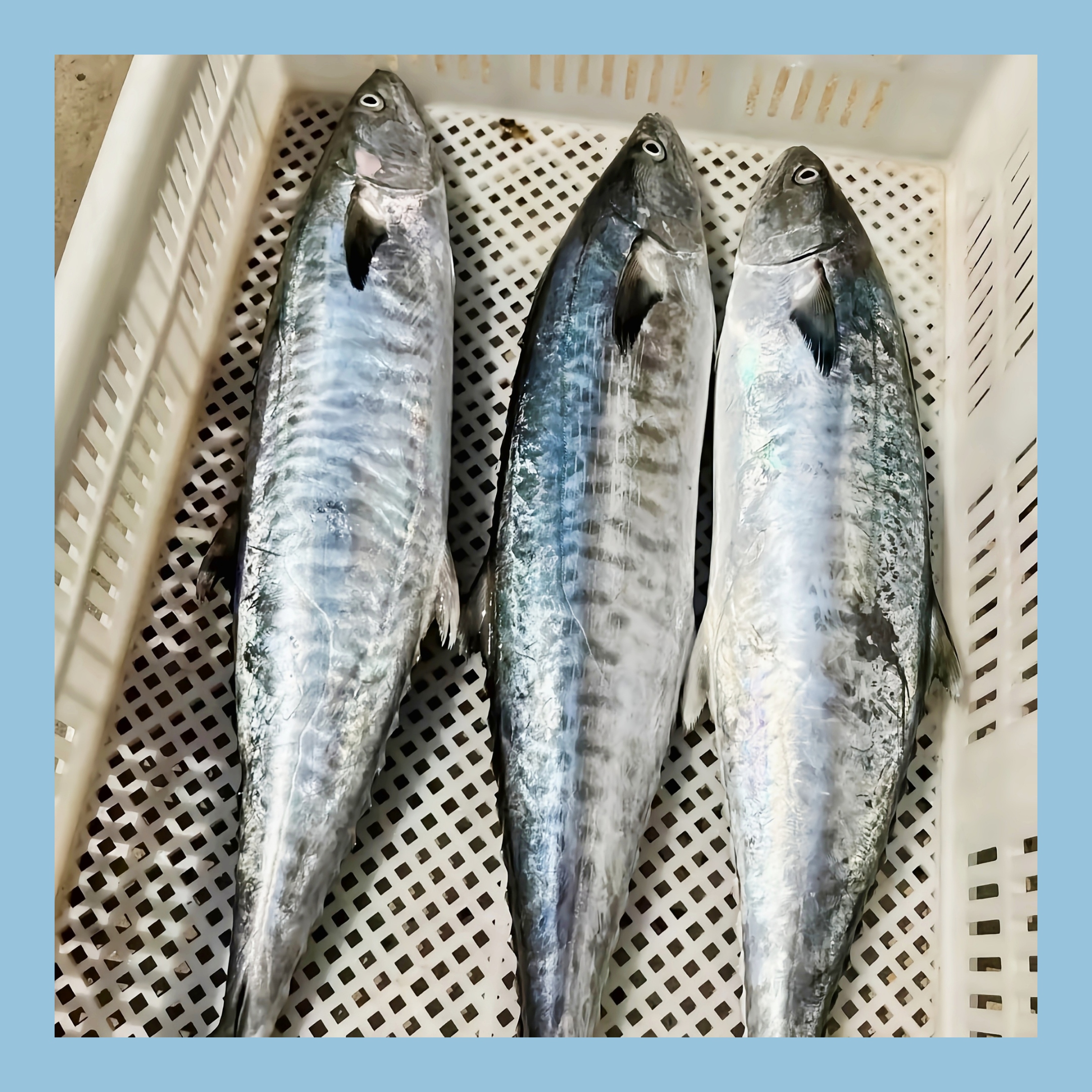 【马鲛仔海产】7斤正宗马鲛鱼 整条切片新鲜速冻 顺丰包邮 博贺港