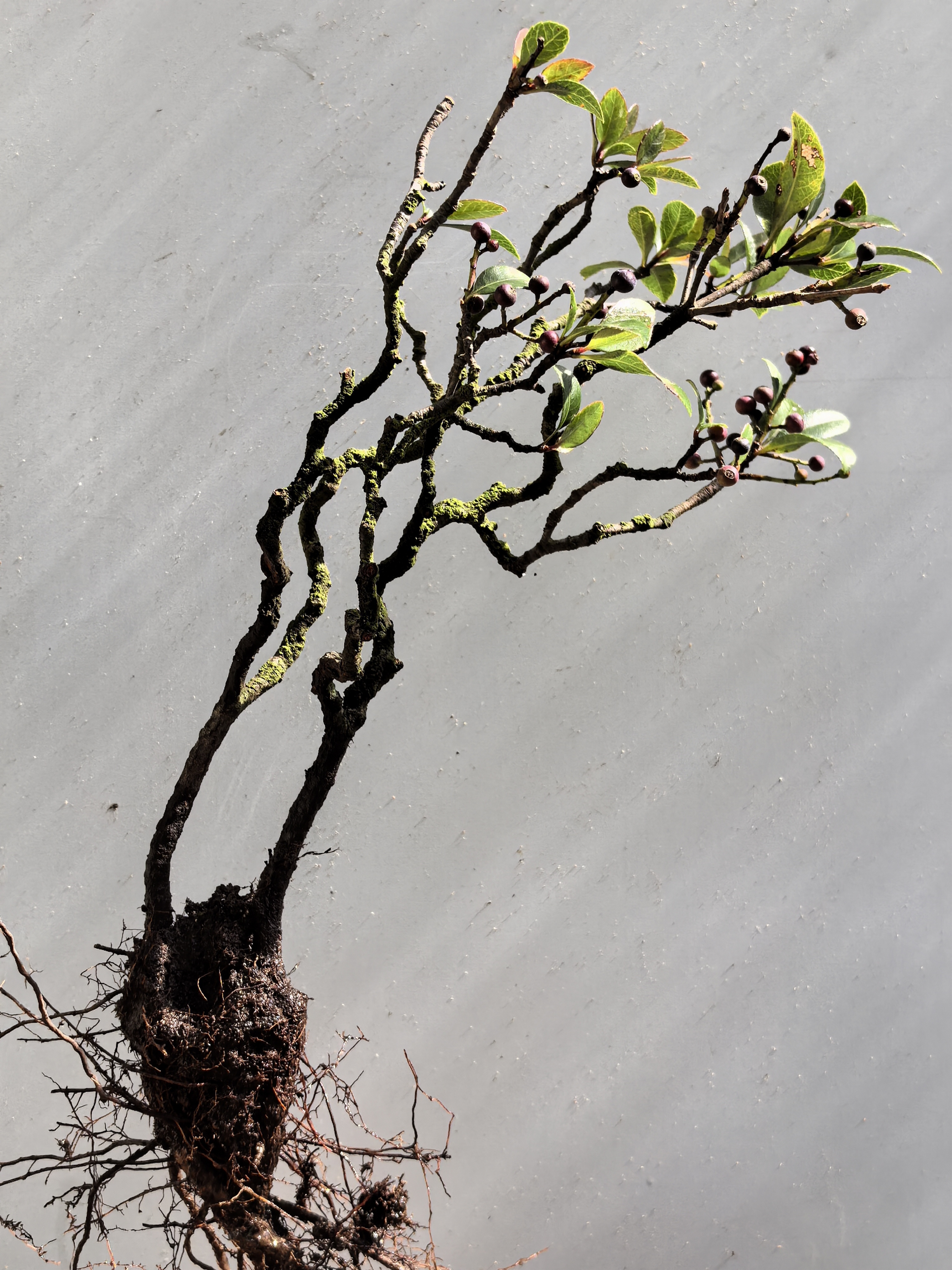栀子花，春花，茶室，庭院，造景