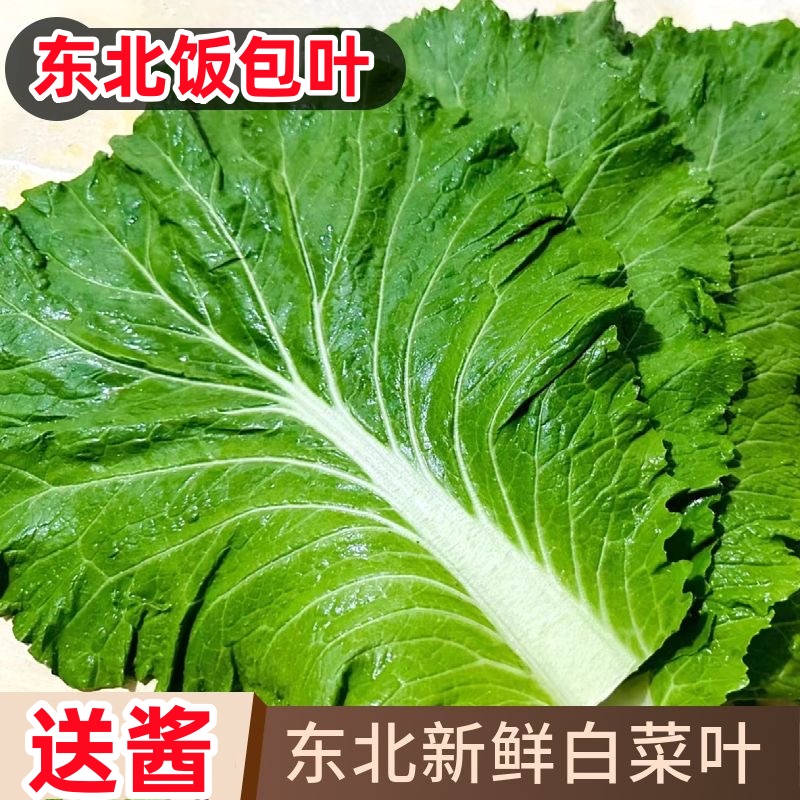 大叶东北饭包白菜叶饭包叶农家菜叶绿色饭包店商用新鲜饭包叶