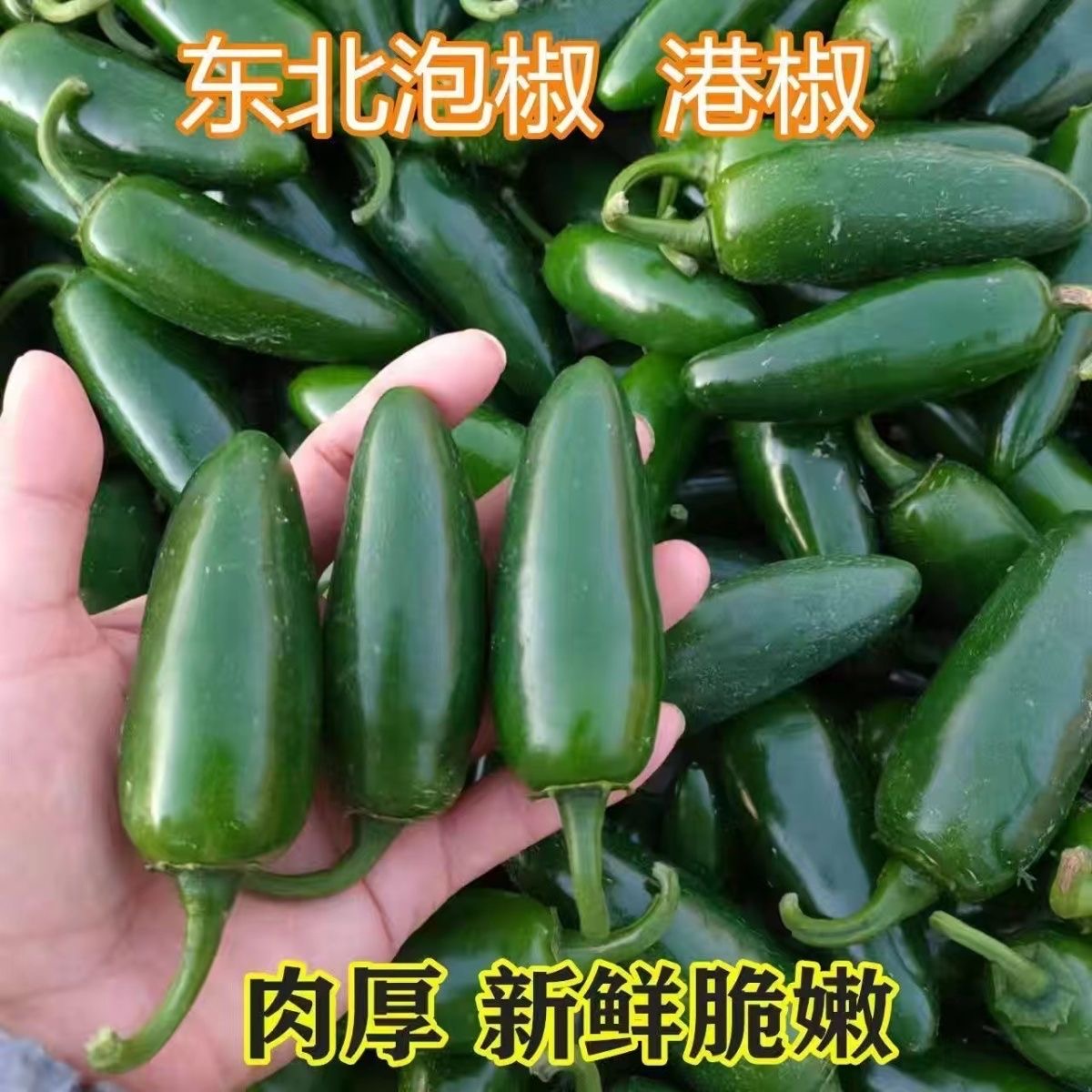 东北泡椒港椒高辣特辣腌制辣椒咸菜肉厚港椒辣椒油辣椒