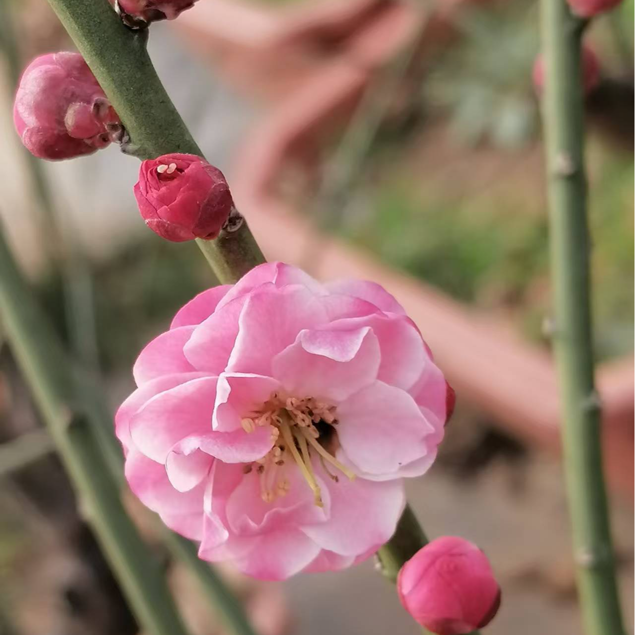 老桩梅花盆景直播间一物一拍