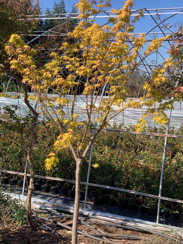 红枫羽毛枫黄金枫别墅庭院