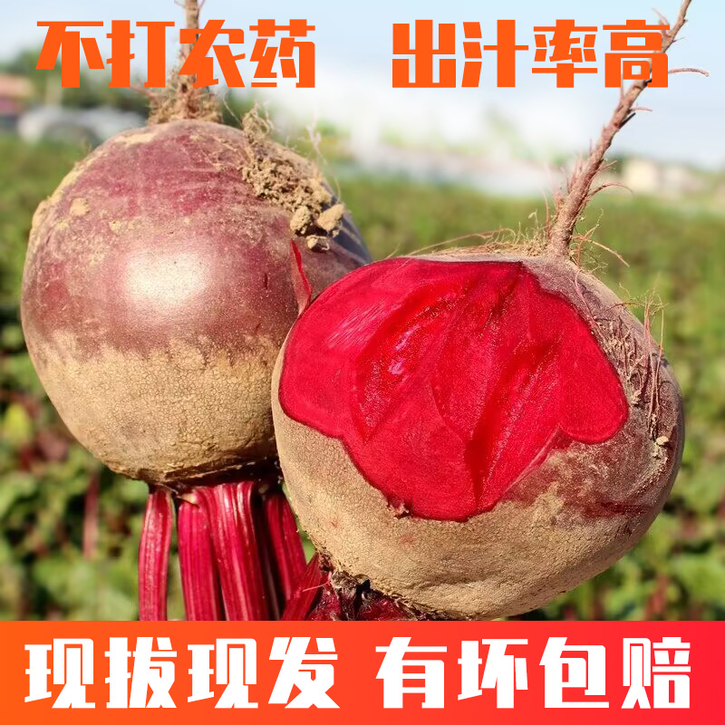 [大小可选] 2025年甜菜根新鲜现挖3-5斤甜菜头紫菜头红甜菜红菜头