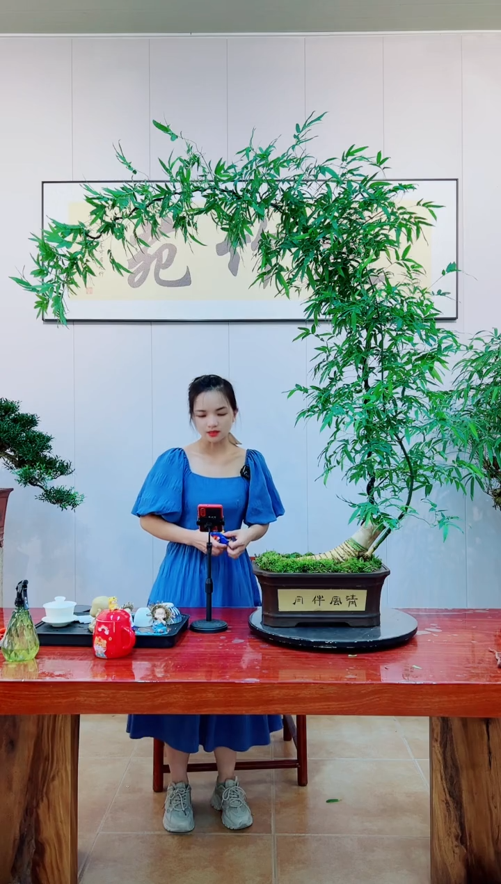 【闪购商品】绿植簕竹盆景