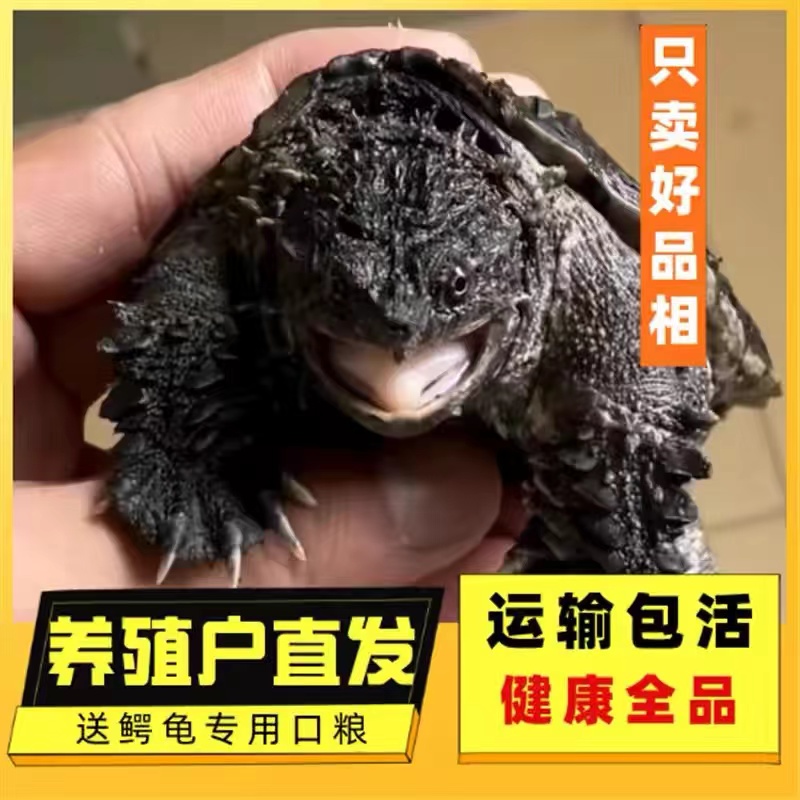 原种纯佛小鳄爆刺鳄鱼龟幼苗佛鳄活体宠物小乌龟人工活物