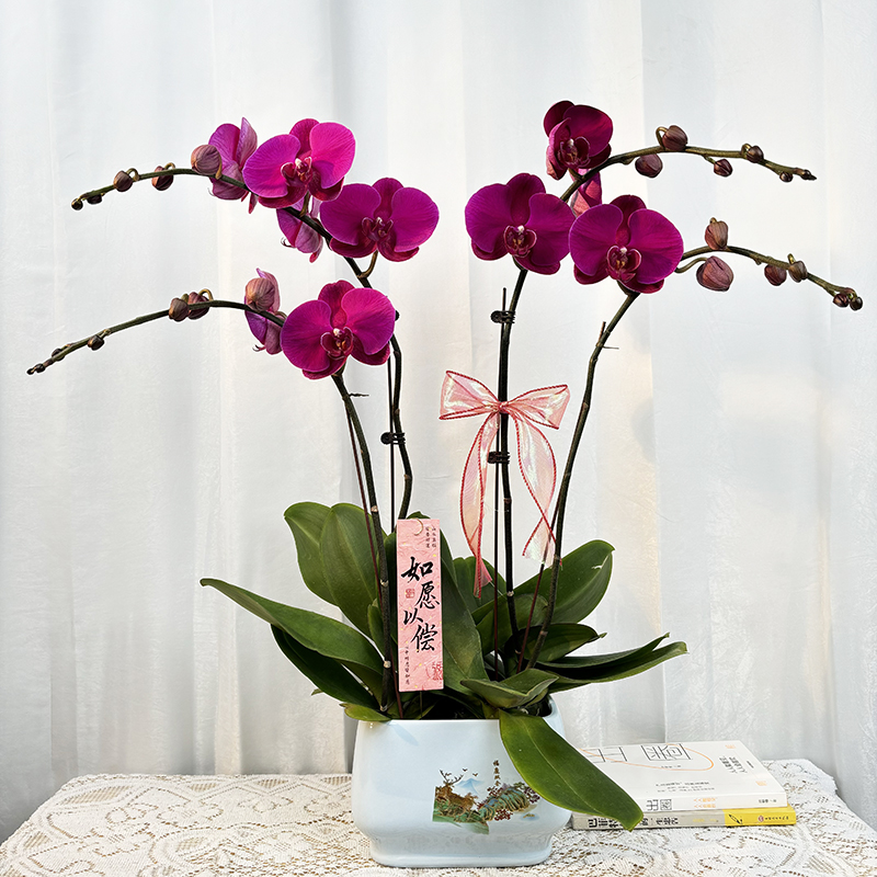 【大辣椒】蝴蝶兰基地 高端室内绿植花卉 红色大花好看耐养四季鲜花