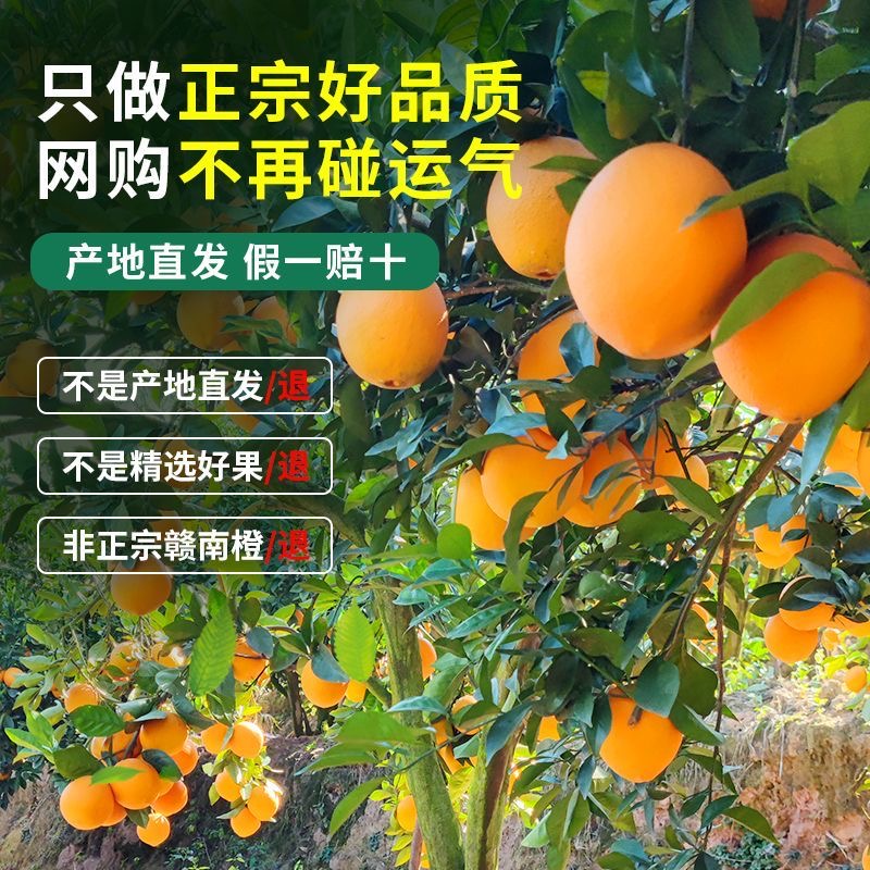 江西赣州橙子10斤装正宗赣南脐橙甜新鲜水果整箱大果产地直发