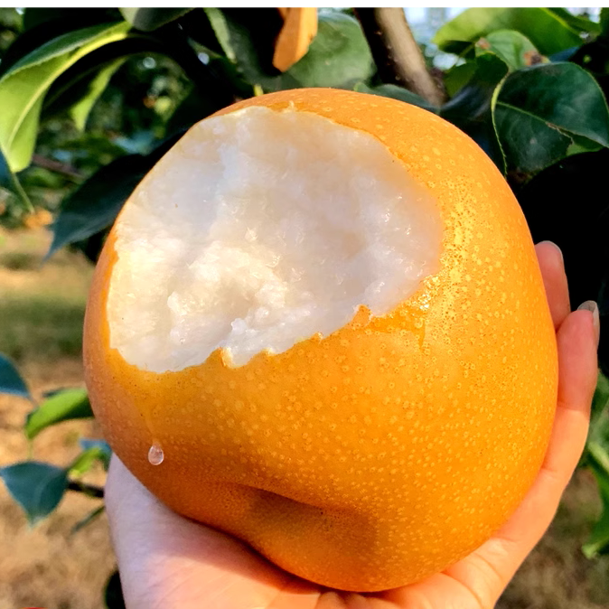 正宗山东秋月梨脆甜无渣多汁冰糖梨现摘新鲜品质产地直发