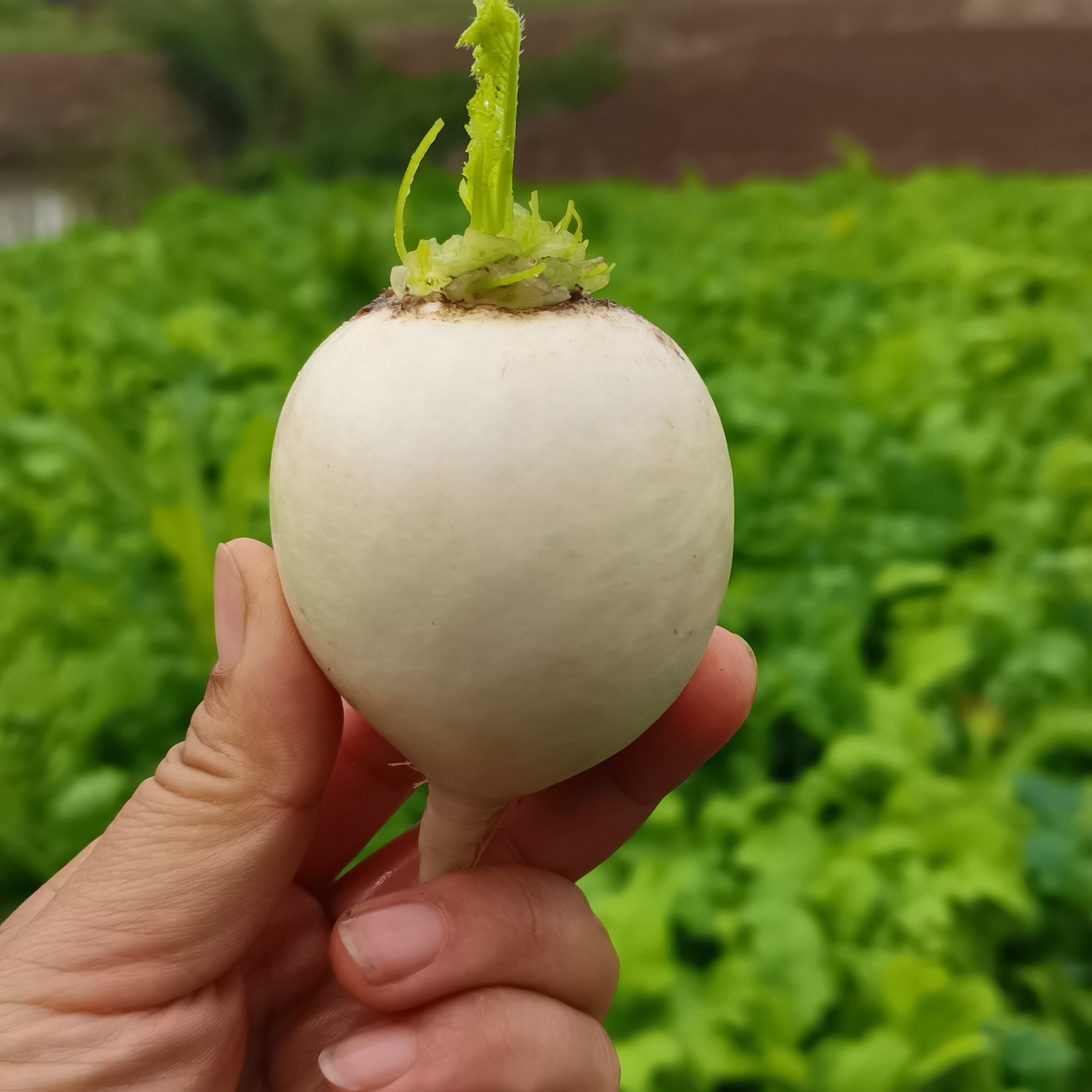 湖北本地白萝卜红萝卜5斤包邮应季农产品农家菜园种植规模小