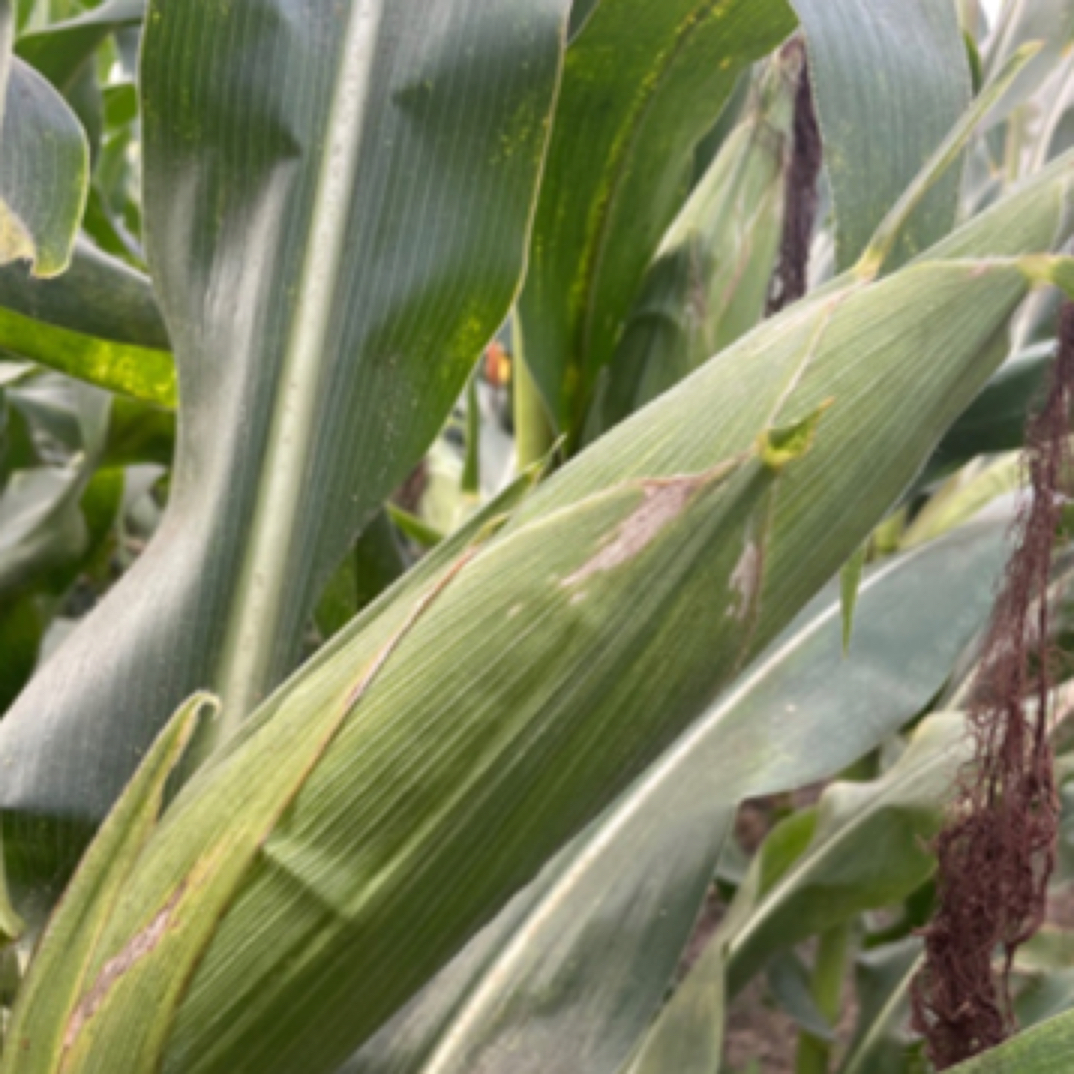 傻瓜玉米（拍五袋发六袋）