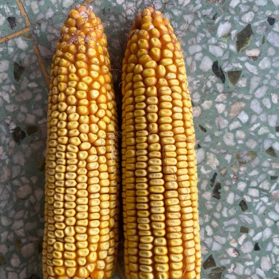 919玉米肥(拍五发六)