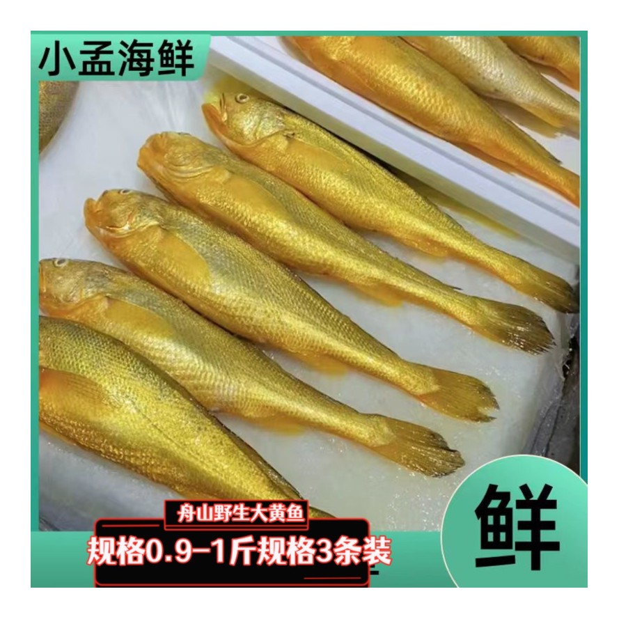 （海钓0.9-1规格）舟山野生细麟大黄鱼