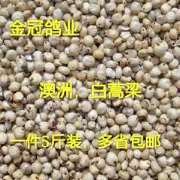 山东金冠鸽粮/白高粱/5斤装信鸽赛鸽用品
