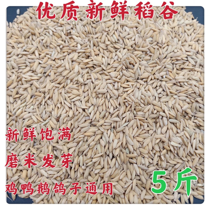 金冠鸽粮散粮稻子5斤装新粮上市稻谷水稻