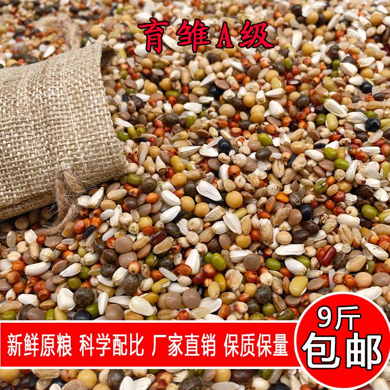 金冠育雏A级鸽粮小颗粒9斤装育雏喷窝赛鸽归巢幼鸽饲料