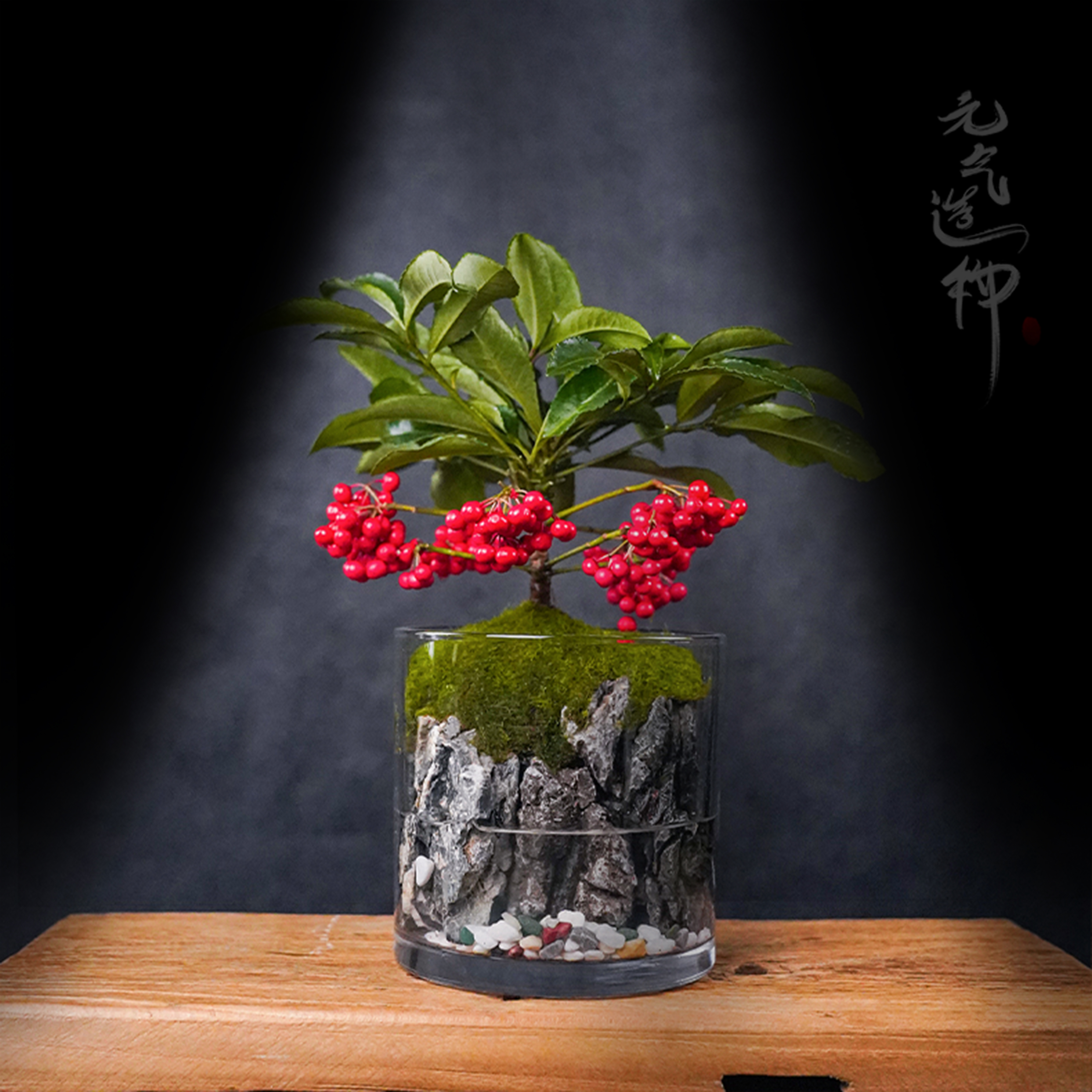【仙丨精品】富贵籽—15*15富贵子真绿植中式造景成品