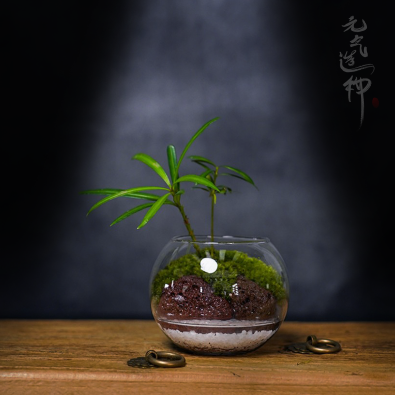 【DR】缘梦—成品绿植罗汉松微景观创意造景9×9口径6.5cm