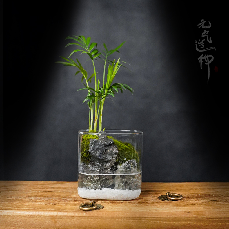 【DR】四方观山杯—成品绿植袖珍椰子微景观创意造景10*10