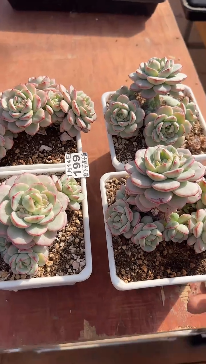 【闪购商品】0114-199香草锦群量拍
