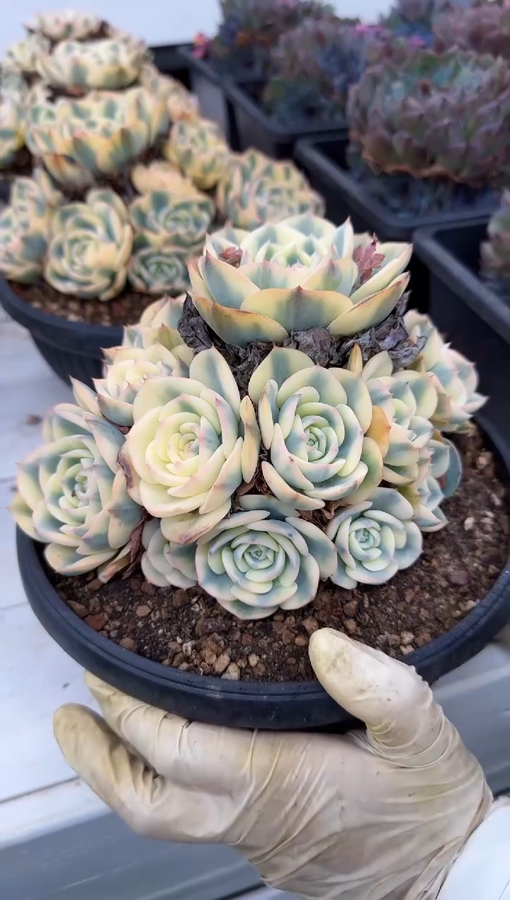 【闪购商品】玉蝶锦手捧大群20#脱土