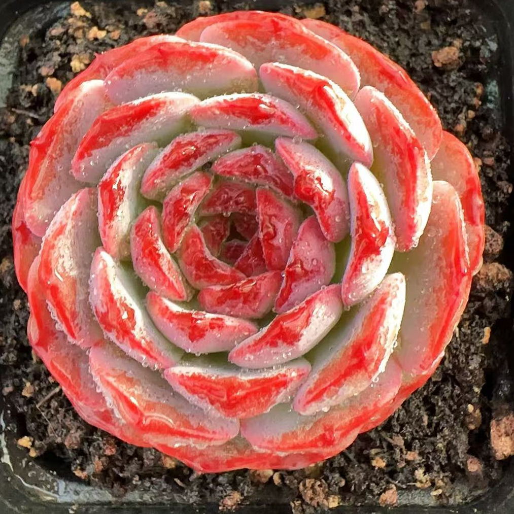 70#单头素颜（3-6cm）带盆土