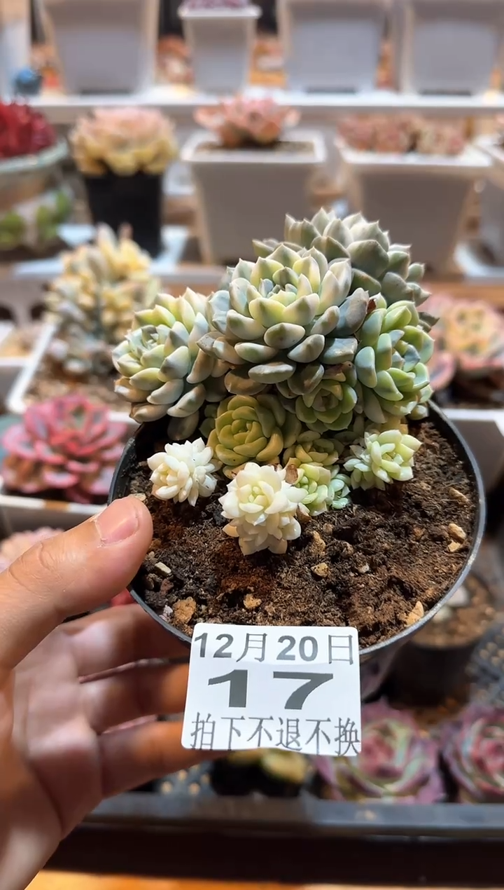 【闪购商品】1220-17小铃铛锦群