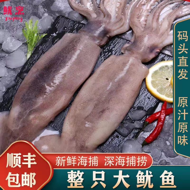 连云港发货新鲜大鱿鱼6斤原料带内脏整条海捕野生爆炒火锅