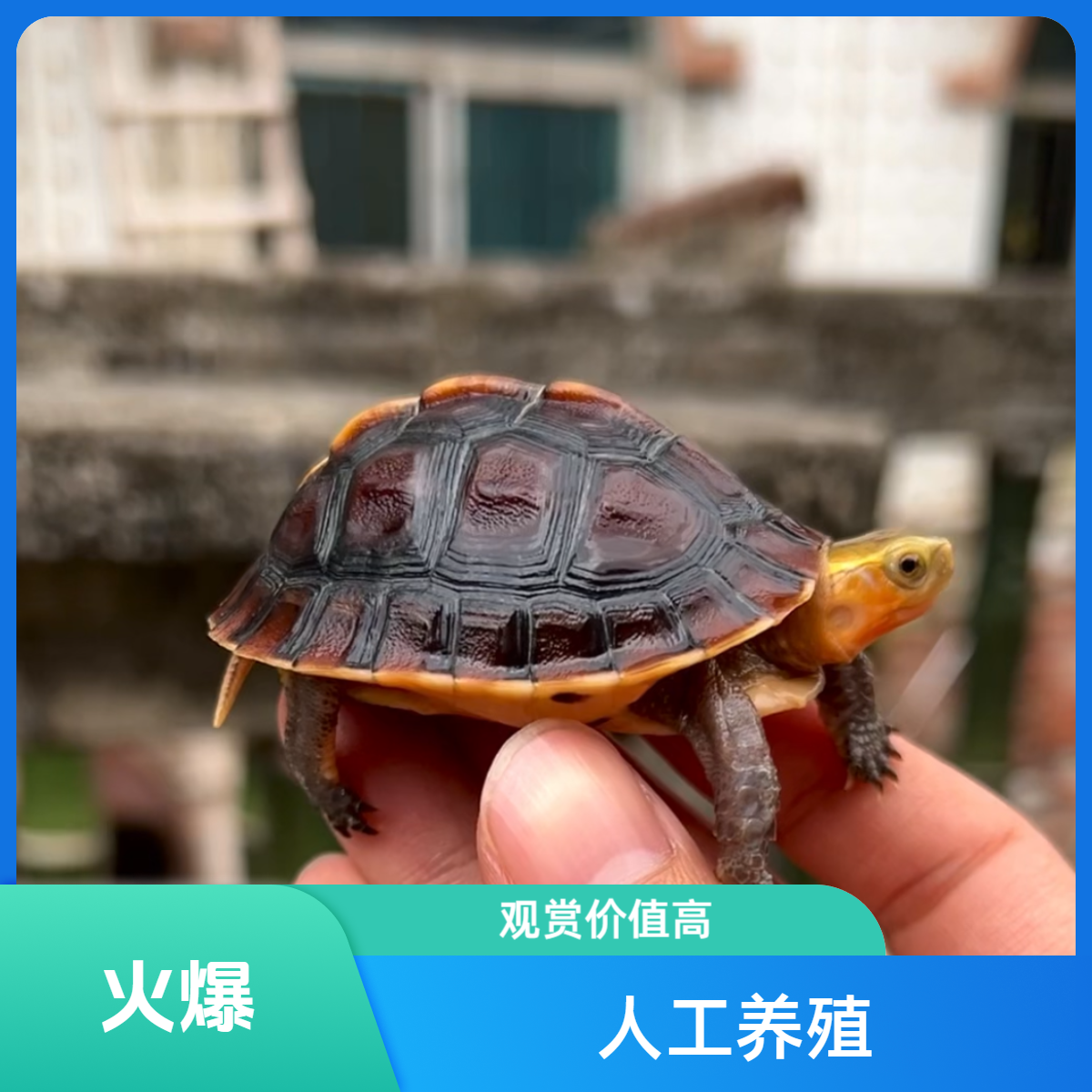 宠物龟黄缘龟台缘