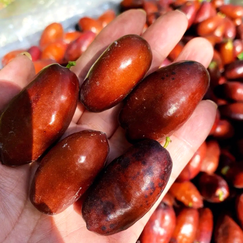 新鲜枣宁夏灵武长枣5斤大枣当季水果孕妇现摘长红枣冬枣果园