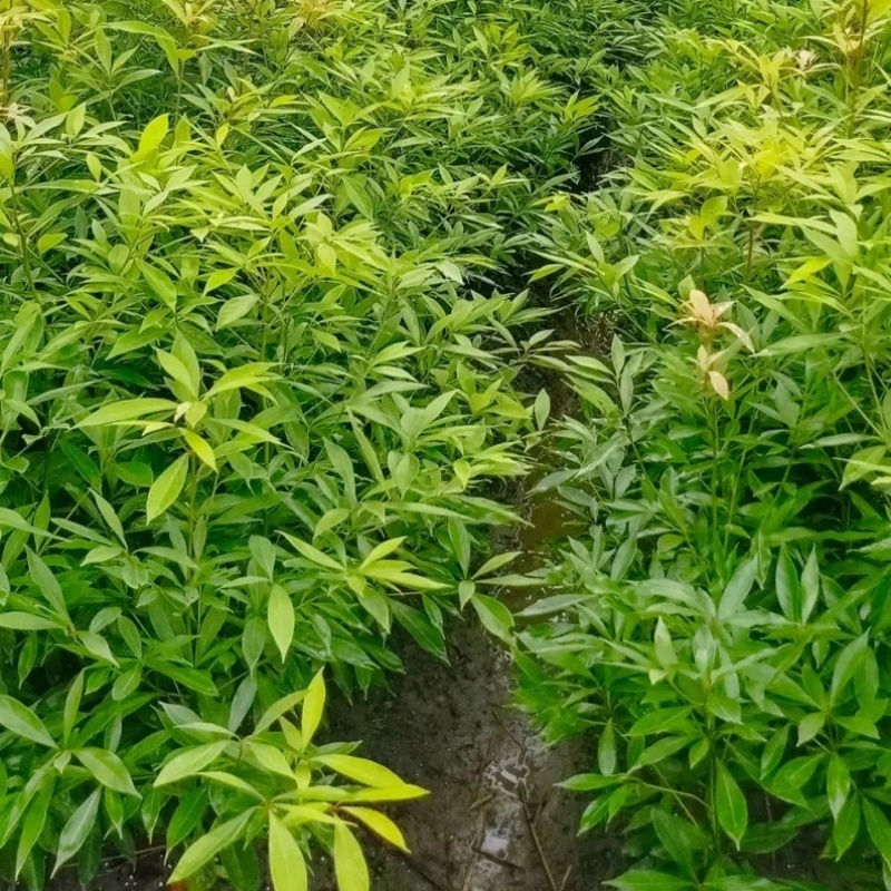 正宗四川小叶桢楠金丝楠木树苗四季常青家庭种植庭院工厂园林绿化