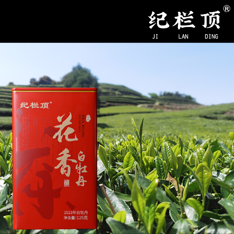  纪栏顶2023二级花香白牡丹罐装正宗福鼎白茶