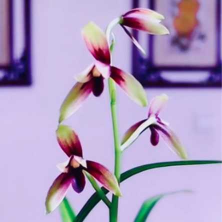 兰花——峨眉晨光（赤诚）2苗