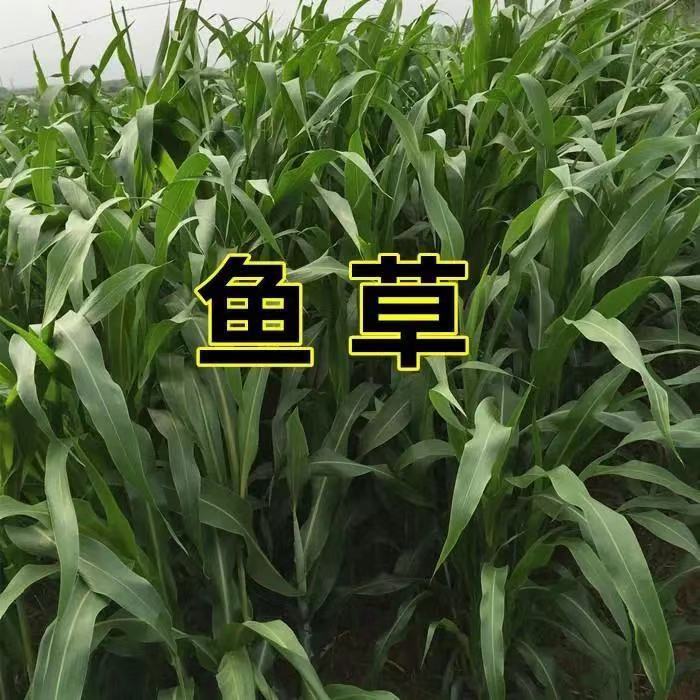 【好易种】牧草苏丹草种籽鱼草种子喂鱼猪牛羊鸡鸭鹅四季蔬菜种子