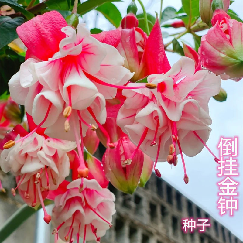 【好易种】新品种重瓣倒挂金钟花种籽四季植物宝莲灯室内蔬菜种子