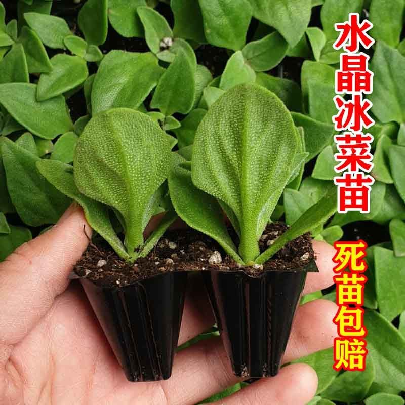 【好易种】冰菜种苗大苗冰菜种子新品种优质水晶冰菜苗四蔬菜种子