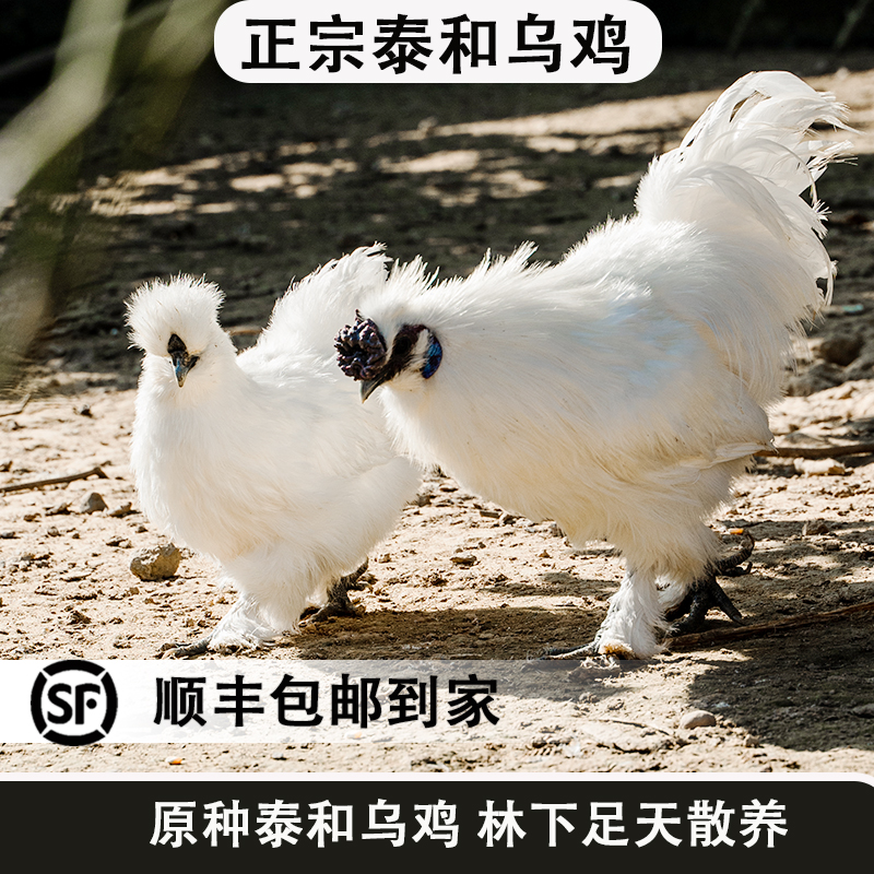 【整鸡生鲜发货】原种泰和乌鸡成年鸡  营养滋补  顺丰包邮