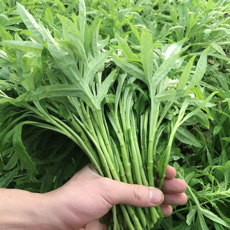 江西鄱阳藜蒿新鲜3斤带叶农家篱蒿黎蒿芦蒿泥蒿炒腊肉蔬菜