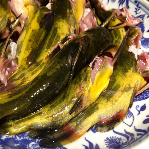 ［顺丰包邮］鄱阳土货黄骨鱼黄丫头鲜活现杀淡水鱼食用