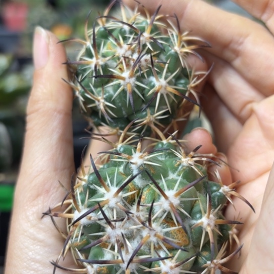 无根小花匠大梦想脱土发货897