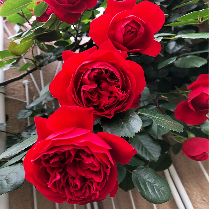 蒂娜藤本多季节重复开花