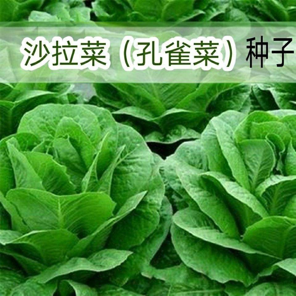 孔雀菜生菜罗马直立生菜沙拉养生菜四季种植高钙营养蔬菜
