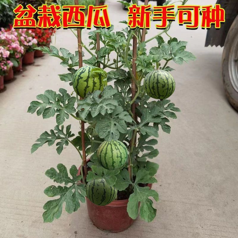 甜麒麟蜜罐薄皮小西瓜种无籽小西瓜四季种植阳台庭院盆栽水果种