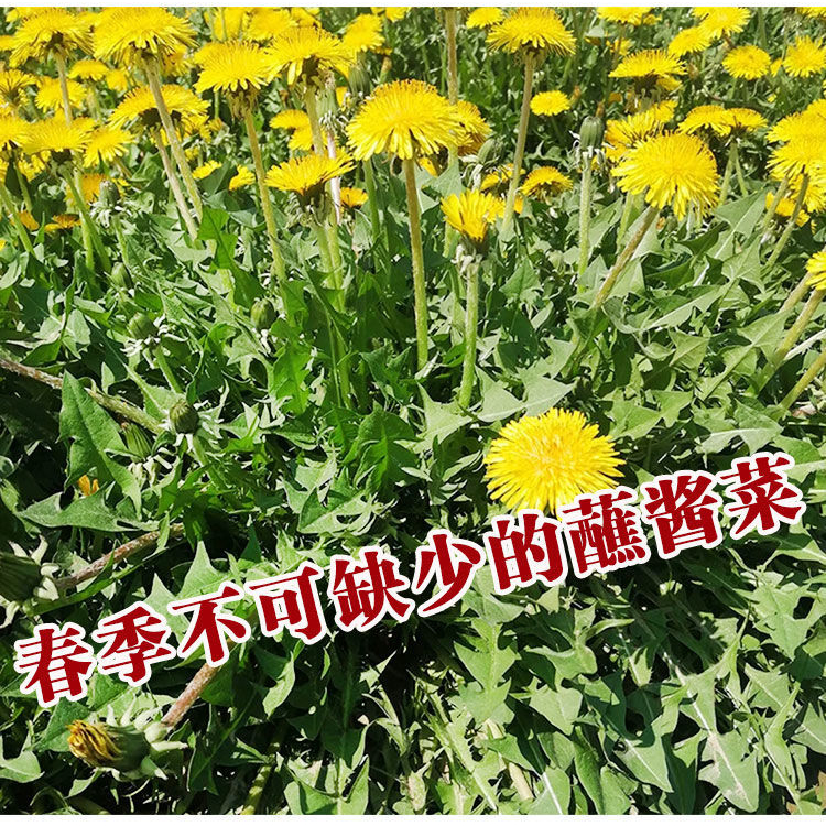 天然野生蒲公英种子种植婆婆丁浦公英四季盆栽食用蔬菜野菜苗孑